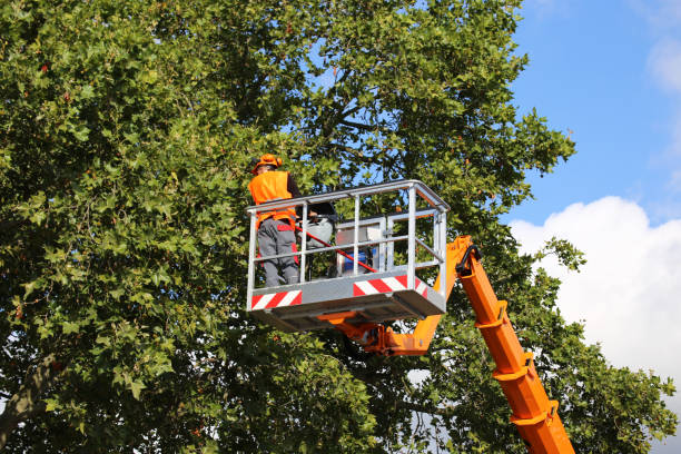 Reliable Bradley Beach, NJ Tree Removal and Landscaping Services Solutions